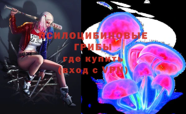хмурый Аркадак